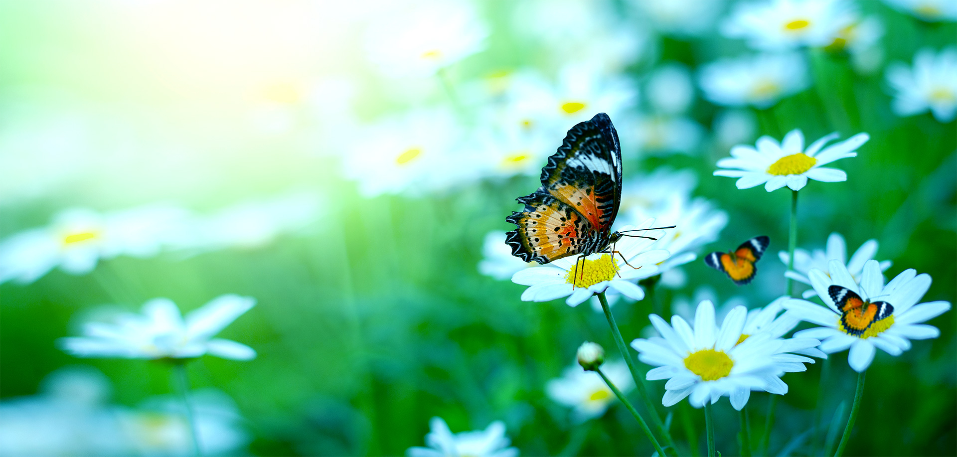 Energy Healing Find Holistic Therapy In Brooklyn Today